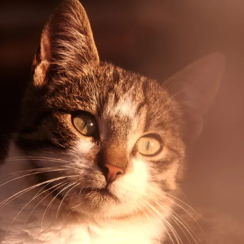 Photo d’un chat tigré